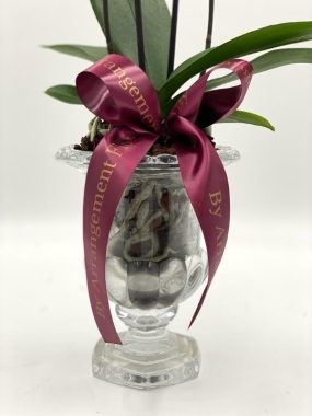 Orchid Delight