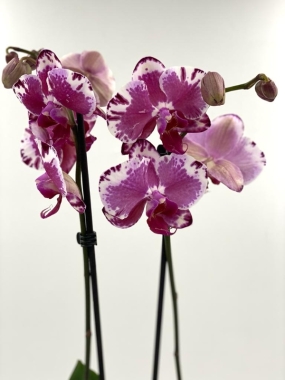 Orchid Delight
