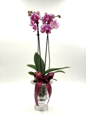 Orchid Delight